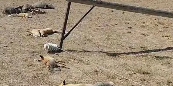 Van’da korkunç manzara: Devrilen enerji hattı yaban hayatını katletti