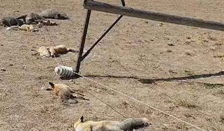 Van’da korkunç manzara: Devrilen enerji hattı yaban hayatını katletti