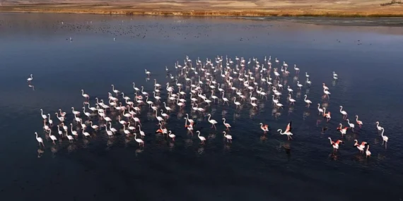 Flamingolar, Erçek Gölü’ndeki konaklama süresini uzattı