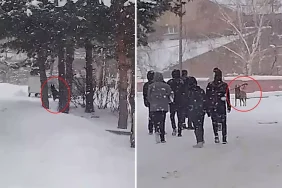 okul-bahcesine-giren-kurt-kopegi-ogrencilere-19412312_175_amp