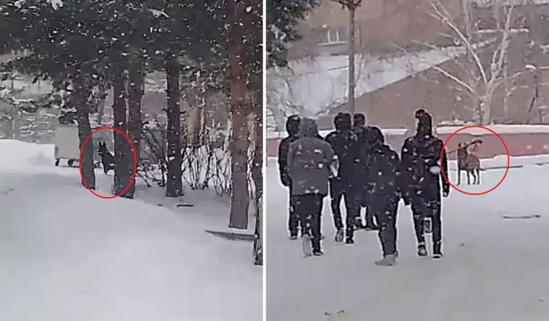 okul-bahcesine-giren-kurt-kopegi-ogrencilere-19412312_175_amp